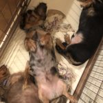 10月20日チャリティーフリマ出店のお知らせ☆