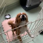 キャバリアMIX［風優太(ふうた)くん］