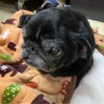 パグMIXくんの保護