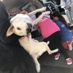 宇都宮市保健所より４頭の子を保護