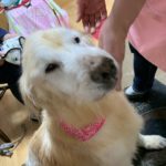 飼育放棄とネグレクト