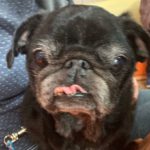 〜天使になったパウくん〜