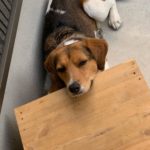 ［里親募集中］最近のツルコ♡