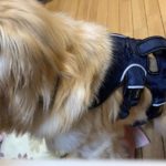 ボランティアさんからのプレゼント♡