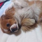 里親募集中【風優太】