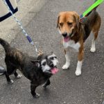 【KID】のお散歩風景