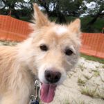 頭にハートマークがある【ピース】