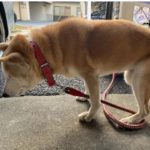 もうひとつの安楽死