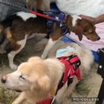 〜犬市場〜in岡崎　集計報告