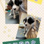 里親さん募集！