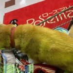 もうひとつの安楽死　続き