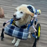 だいなの車椅子が出来上がりました！