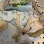 2020年11月24日　ジムが旅立ちました。