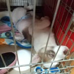 今日のお華さん。