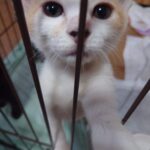 里親さん募集😻