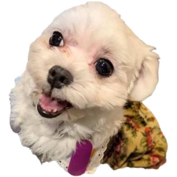 紡花（つむは）♀